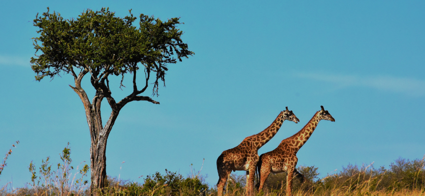 East Africa