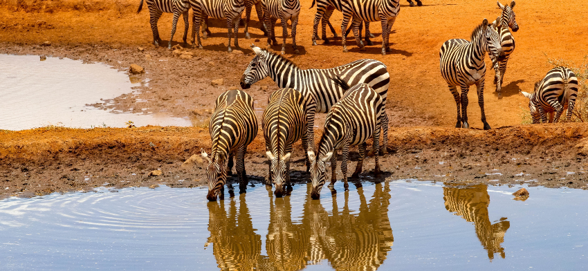 kenya